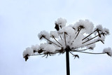 Śnieżny kwiat