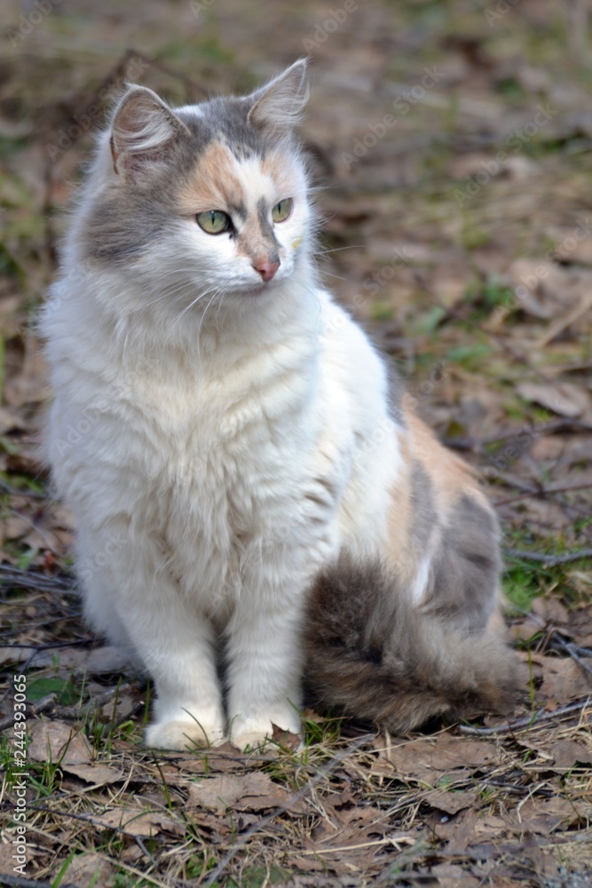 cat in the garden