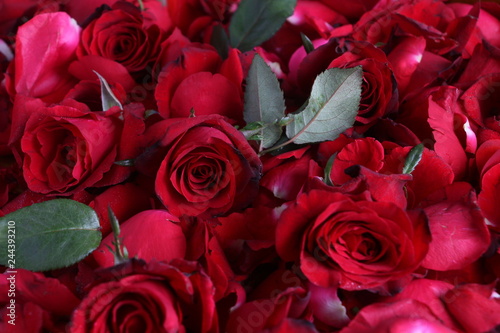 Beautiful red roses closeup