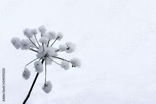 Biały zimowy kwiat