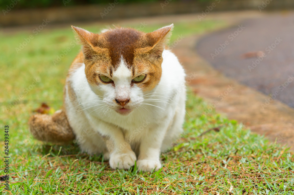 white and yellow stray cat sitting on the green grass looking to the camera. 