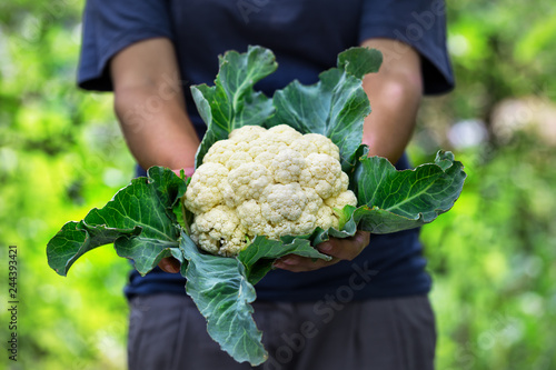 Cauliflower head with leaves in hands of woman farmer photo