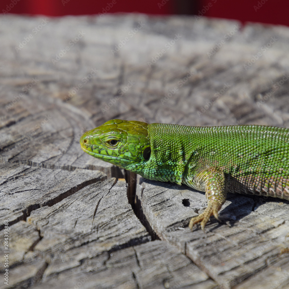 An ordinary quick green lizard. Lizard on the cut of a tree stum An ordinary quick green lizard. Lizard on the cut of a tree stum