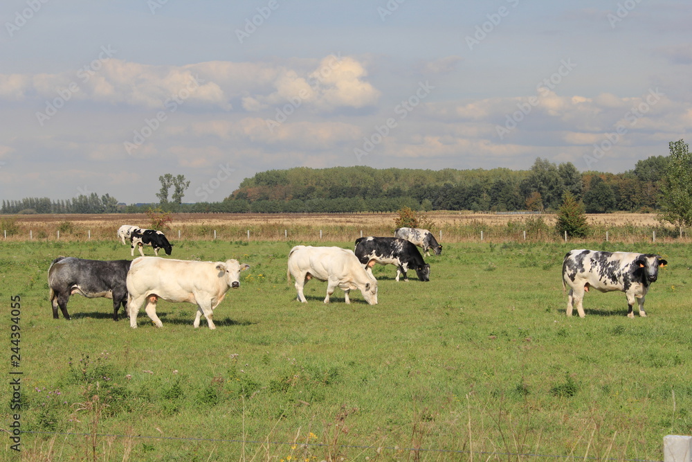 a herd of cows is grazing in a green meadow in the dutch countryside in springtime a herd of cows is grazing in a green meadow in the dutch countryside in springtime