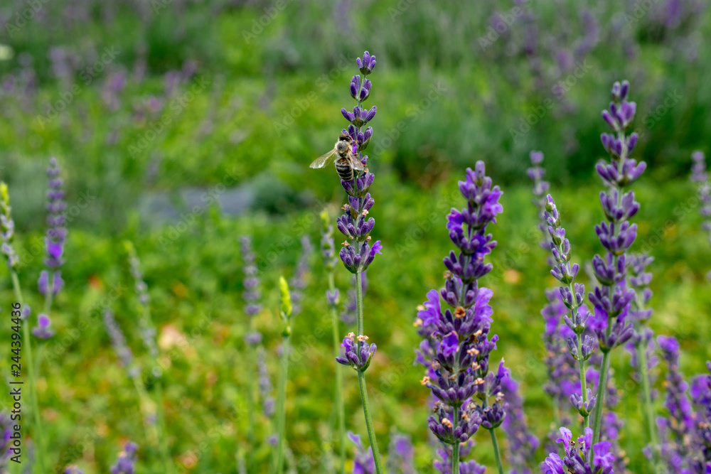 Bee pollinating lavender flowers Bee pollinating lavender flowers