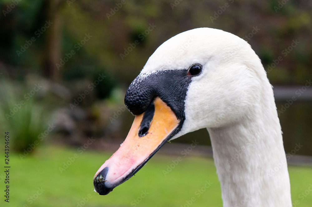 Male mute white swan portrait. Gracious waterbird head closeup. Male mute white swan portrait. Gracious waterbird head closeup.