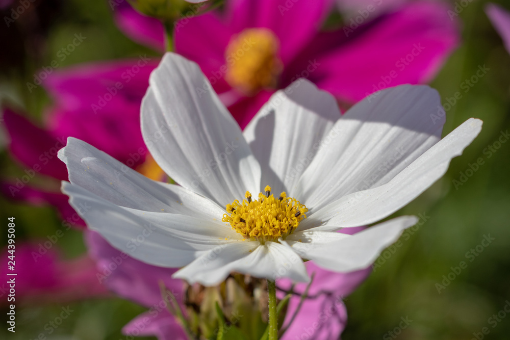 White cosmos of October, Yachiyo city, Chiba prefecture, Japan White cosmos of October, Yachiyo city, Chiba prefecture, Japan