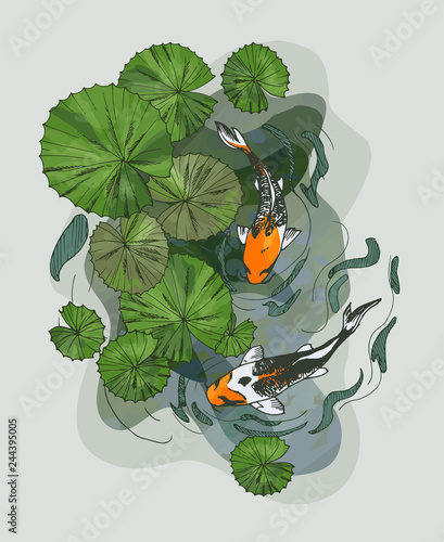 Illustration of water lilies leaves ans flowers and koi carp