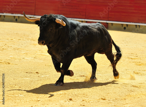 fighting bull in spain © alberto