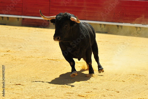 fighting bull in spain