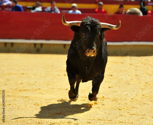 toro en españa