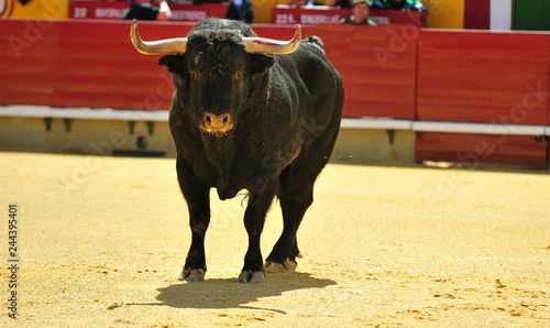 toro en españa corriendo en una plaza de toros con grandes cuernos