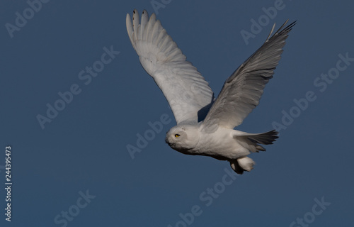 Snowy Owl in Flight 