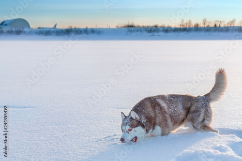 Husky dog eating snow on walk.