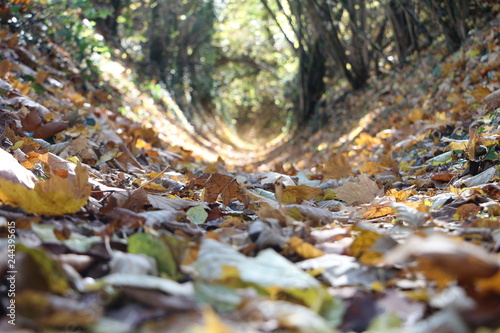 Herbstlicher Waldweg mit Laub