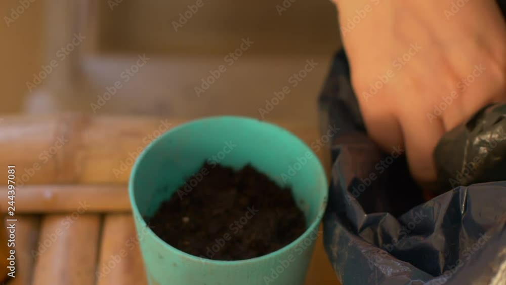 Young woman farmer prepares land for in small pots. Girl plants seeds of sweet pepper, eggplant, cabbage, cucumbers, tomatoes. Through seedlings month can be planted in greenhouse. Young woman farmer prepares land for in small pots. Girl plants seeds of sweet pepper, eggplant, cabbage, cucumbers, tomatoes. Through seedlings month can be planted in greenhouse.