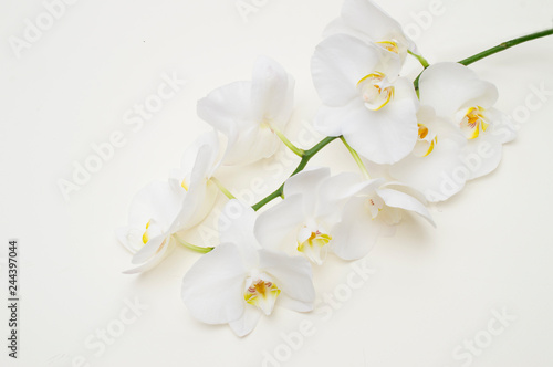 romantic branch of white orchid on beige background.