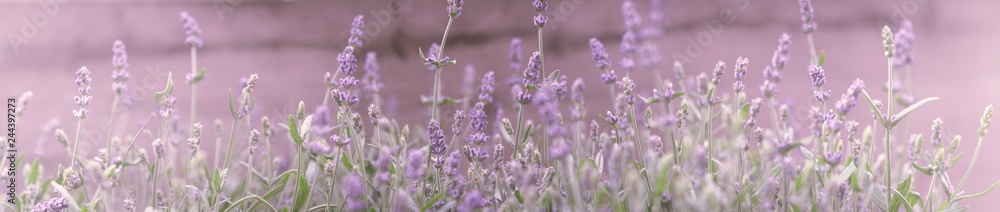 Obraz premium Lavendel Panorama Band