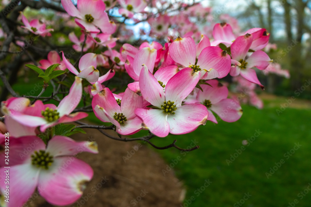 Obraz premium Bluten