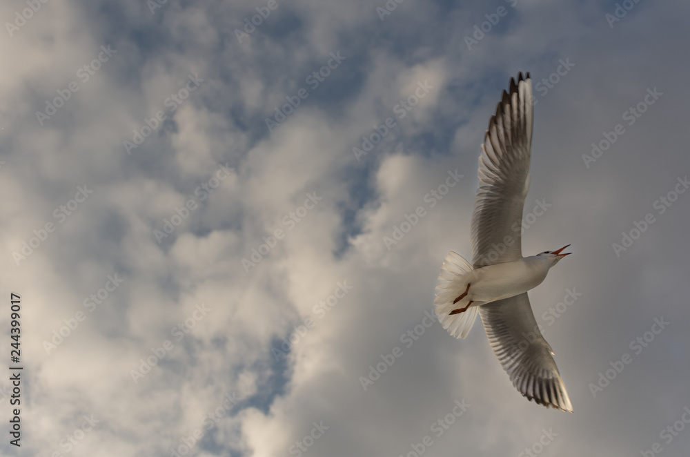 Fototapeta premium Seagull flying in a cloudy sky