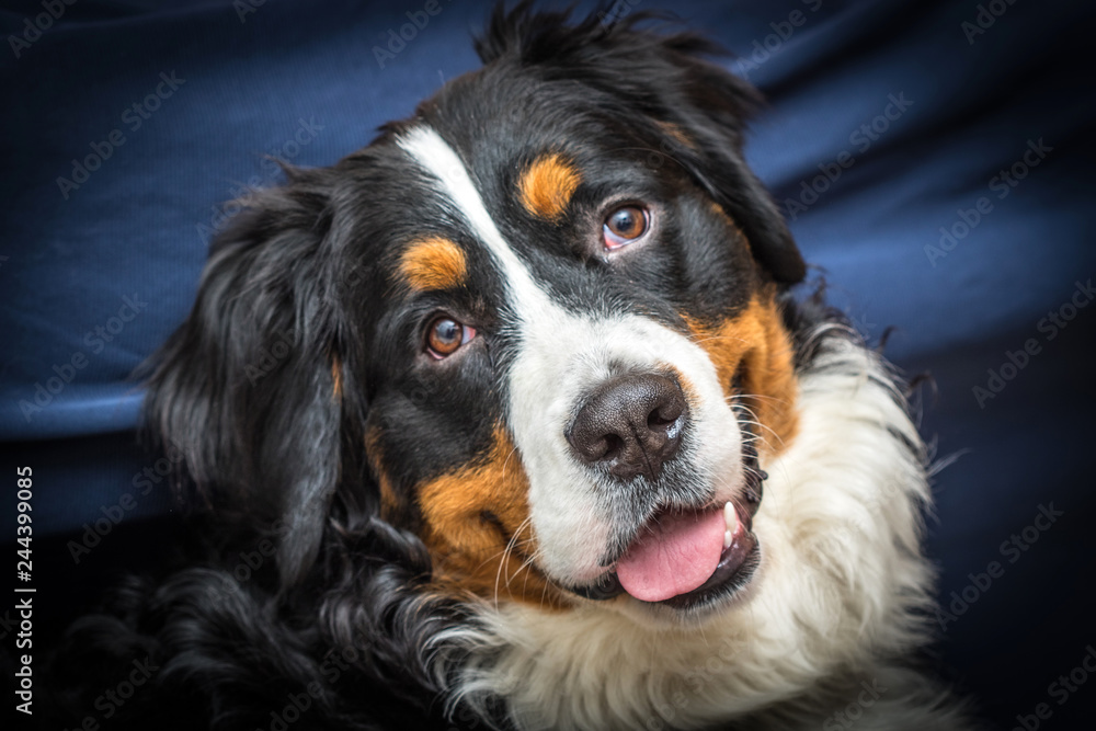 Bernese Mountain Dog portrait