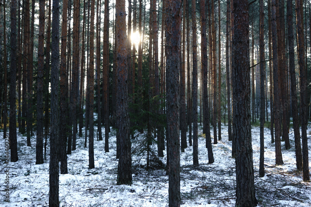 Lower Silesian Wilderness in Poland in winter Lower Silesian Wilderness in Poland in winter