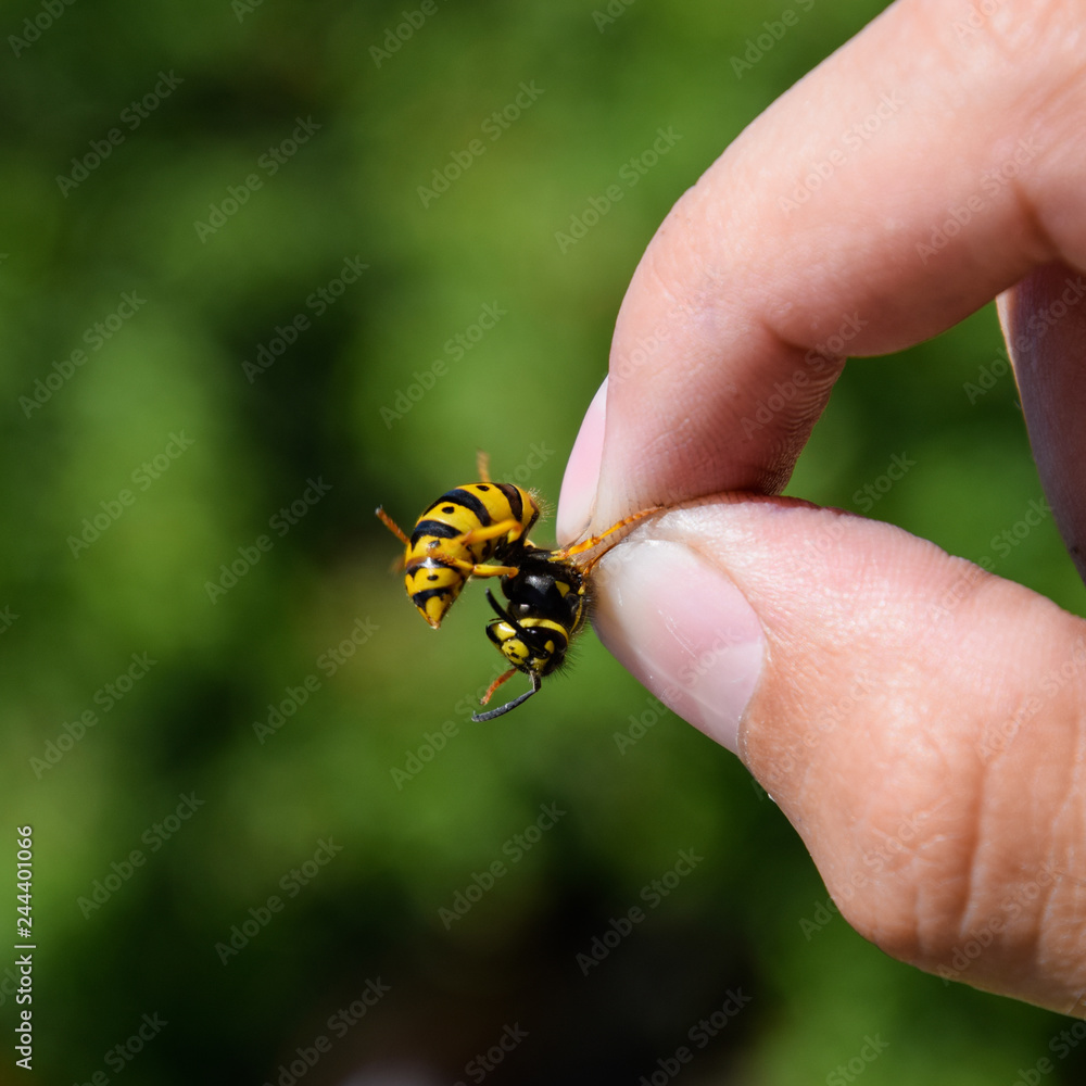 Common wasp on pinched fingers Common wasp on pinched fingers