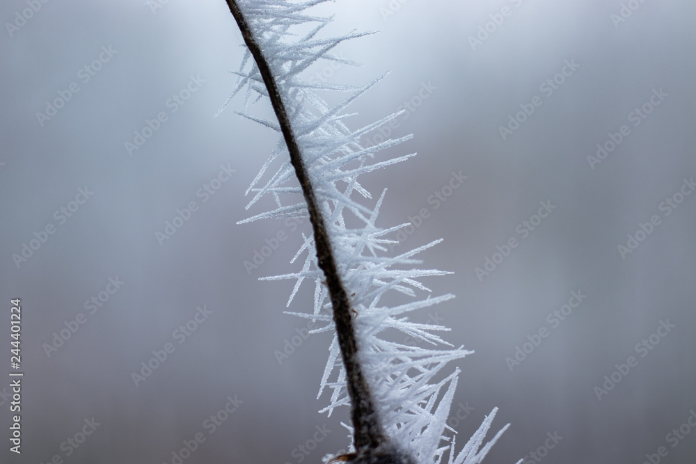 Eisstachel am Ast Eisstachel am Ast