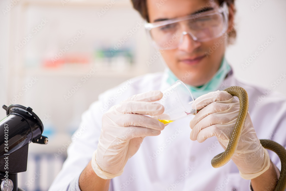Obraz premium Male scientist extracting poison from snake for drug synthesis