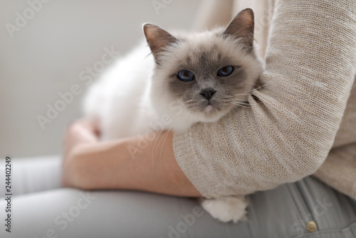 Fotografie Woman holding a beautiful cat on her lap