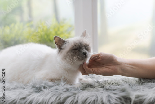 Fototapeta Naklejka Na Ścianę i Meble -  Woman caressing a cat lying on a fluffy carpet