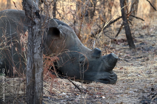 Nashörner in der Savanne von Simbabwe