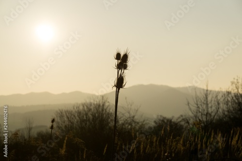 Thristle and bush in the sunset. Slovakia photo