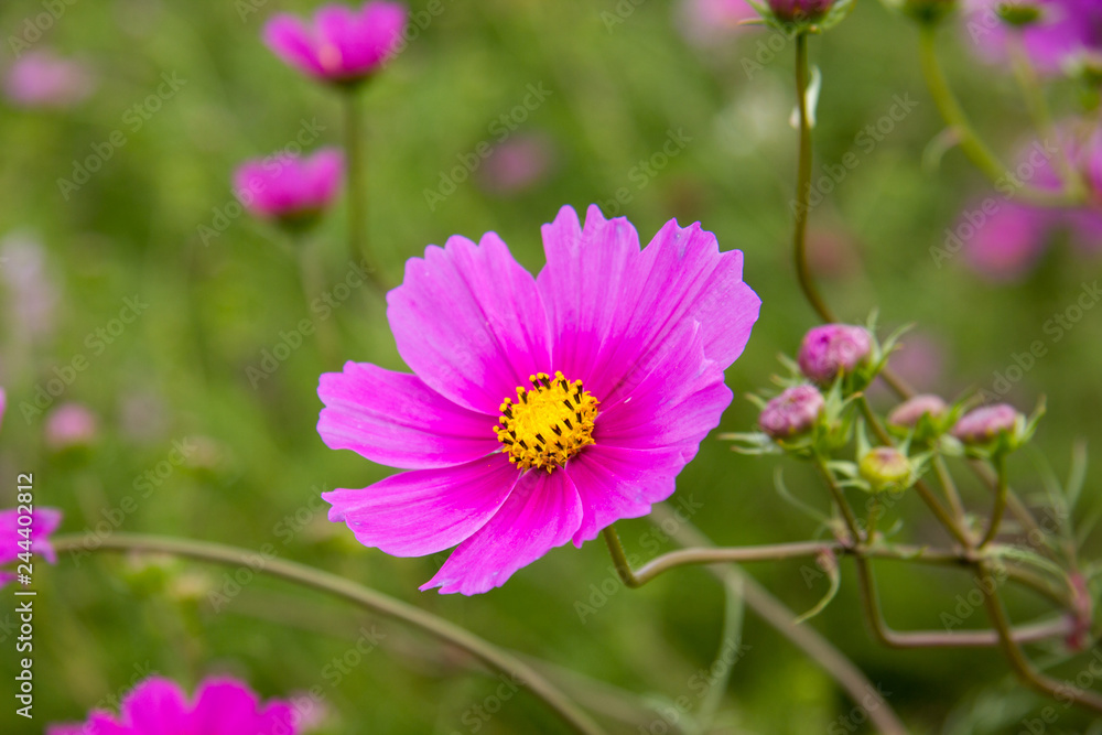 Obraz premium Pinke Blume mit gelben Blütenkern
