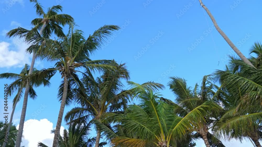 Top of coconut palm trees on blue sky background, nobody Top of coconut palm trees on blue sky background, nobody
