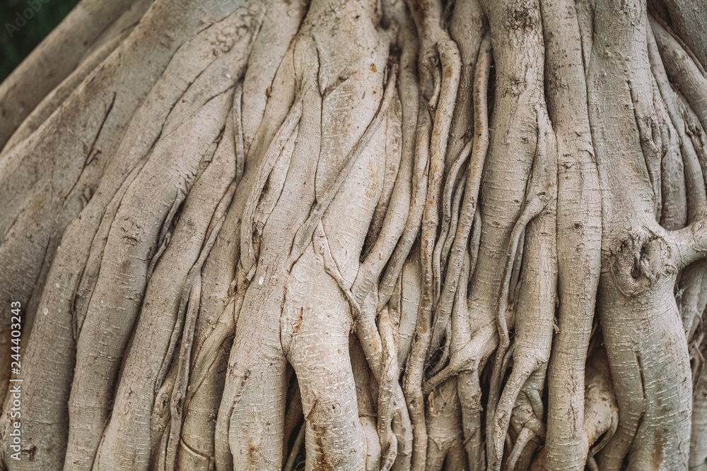 Unusual trunk of old tree growing outdoors. Natural bark background. Horizontal color photography. Unusual trunk of old tree growing outdoors. Natural bark background. Horizontal color photography.