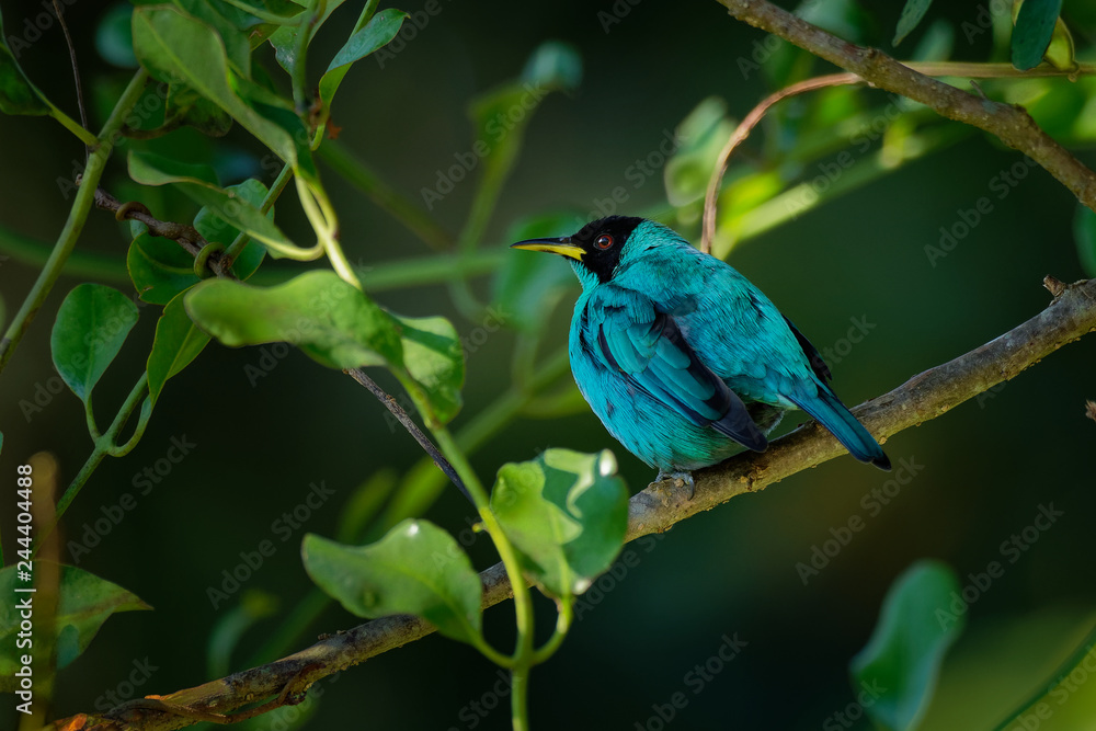 Green Honeycreeper - Chlorophanes spiza, small blue green bird in the tanager family