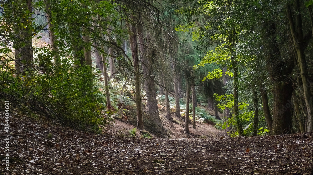 Woodland Forest pathway Woodland Forest pathway