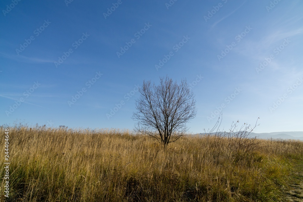 Sunny day on meadow with trees and views. Slovakia Sunny day on meadow with trees and views. Slovakia