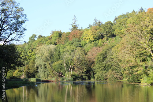 Harry Phelan Trees by the Lake