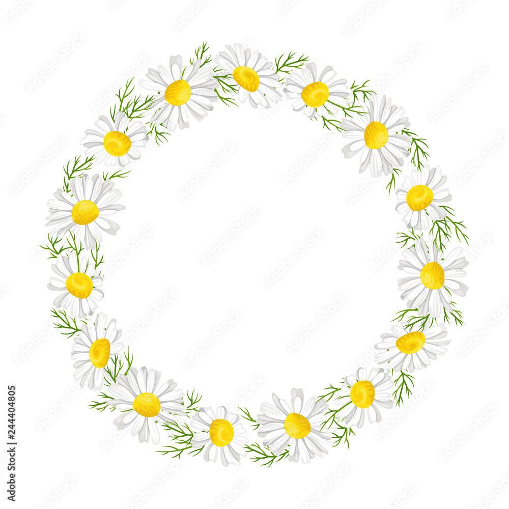 Daisy wreath with leaves and flowers. Chamomile isolated on white. Vector illustration in simple cartoon flat style. 