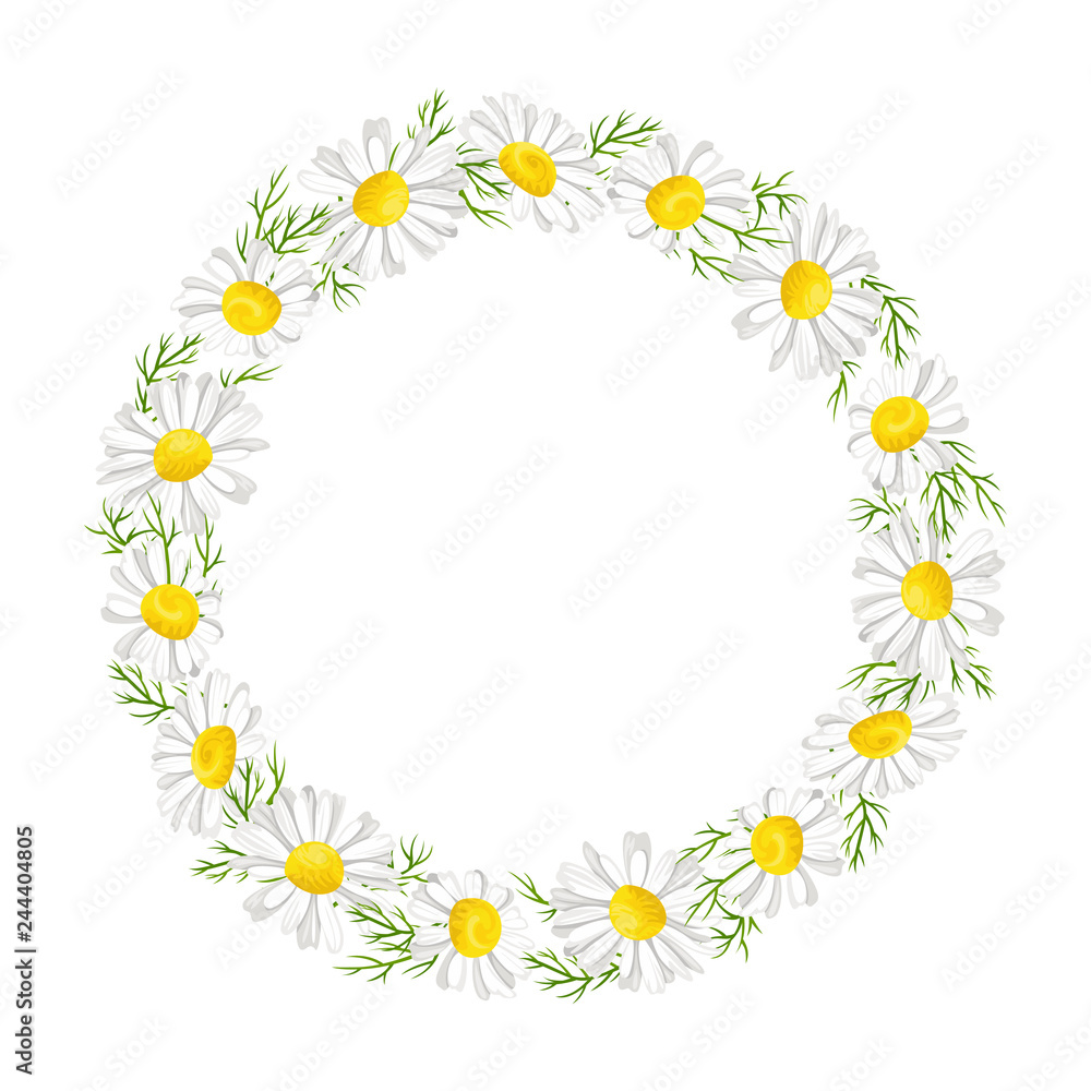 Daisy wreath with leaves and flowers. Chamomile isolated on white. Vector illustration in simple cartoon flat style. Daisy wreath with leaves and flowers. Chamomile isolated on white. Vector illustration in simple cartoon flat style.