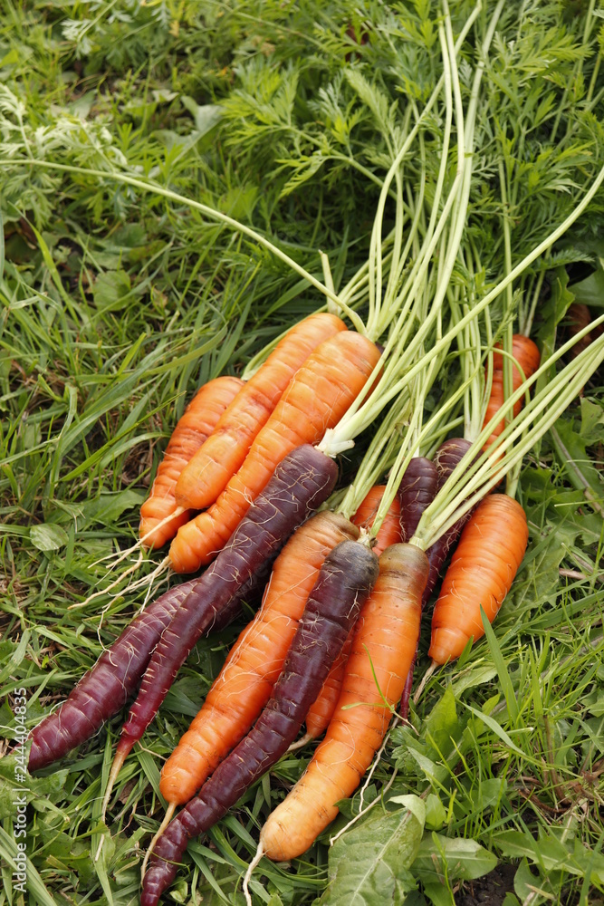 Carrots orange and purple, harvest in the garden on the green grass. Carrots orange and purple, harvest in the garden on the green grass.