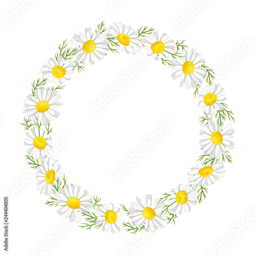 Daisy wreath with leaves and flowers. Chamomile isolated on white. Vector illustration in simple cartoon flat style. 