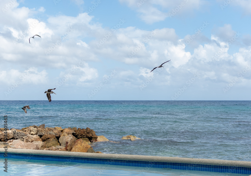 a group of pelican birds flying over the ocean off a tropical coast on a bright sunny day