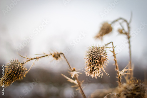 Dry prickly herb burdock in winter with snow in the background