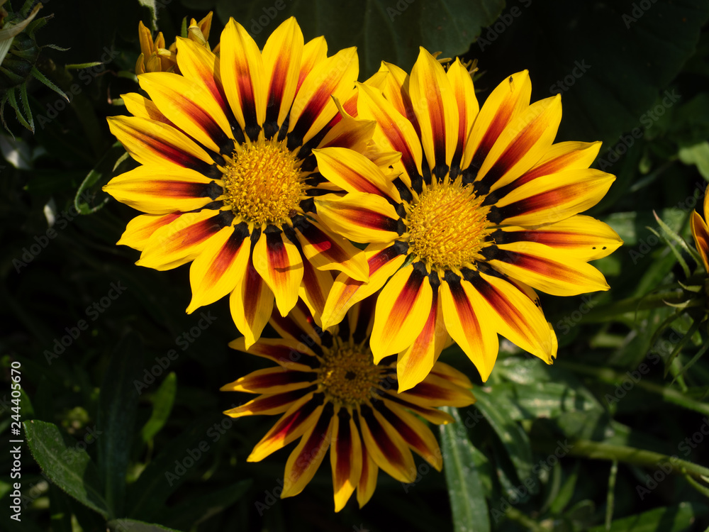 Obraz premium yellow flowers