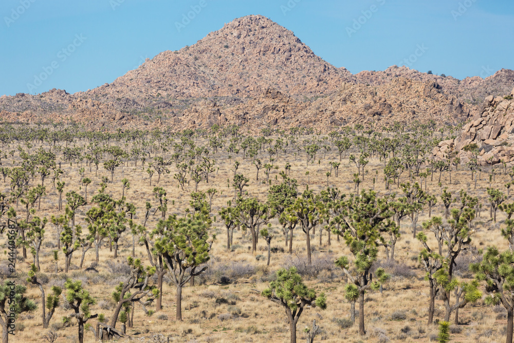 Landscape view of Joshua Tree National Park in California. Landscape view of Joshua Tree National Park in California.