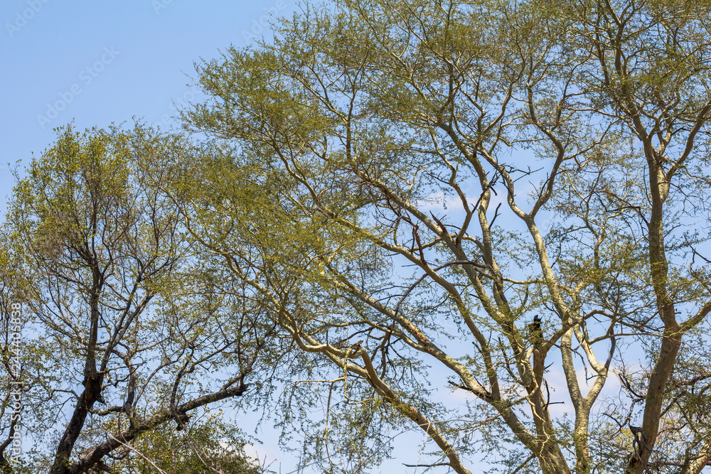 Fototapeta premium Green tree in Kruger Park, South Africa