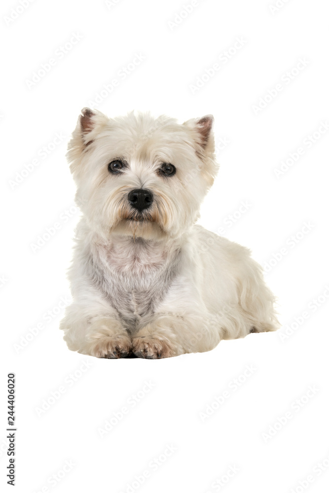 White West Highland Terrier Westie lying down looking at camera isolated on a white background White West Highland Terrier Westie lying down looking at camera isolated on a white background